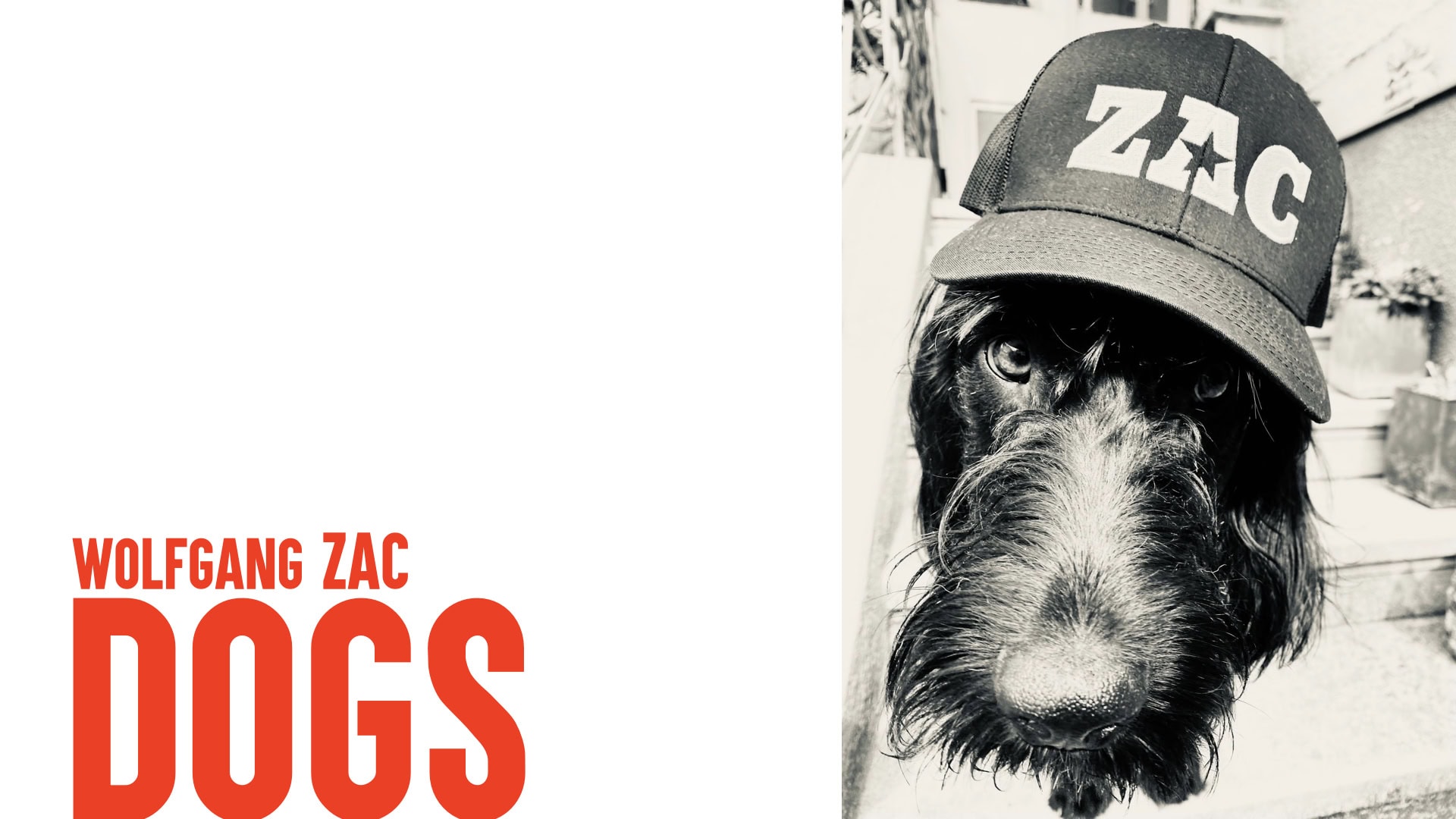 zac-x-dogs-001